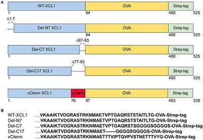 <mark class="highlighted">Structure</mark>-Function <mark class="highlighted">Relationship</mark> of XCL1 Used for in vivo Targeting of Antigen Into XCR1+ Dendritic Cells